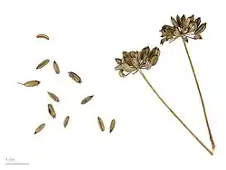 رازیانه