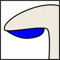 آزاد (Free)