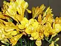 Freesia refracta (garden cultivar)