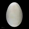 Museum specimen - Mexique