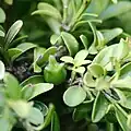 میوه و شاخ و برگ نوع کوتوله از شمشاد ژاپنی