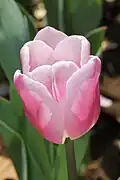 ガブリエラ