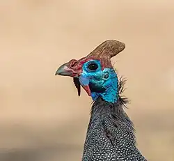 مرغ شاخدار کلاه‌پوش