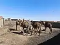 اصطبل شتر