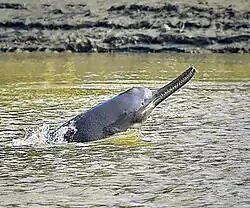 An endangered دلفین رودخانه‌ای جنوب آسیا (Platanista gangetica) lives in the Ganges river