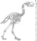 ترمیم اسکلتی G. gigantea
