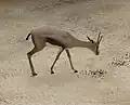 Speke's gazelle (ماده)
