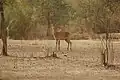کوب antelope