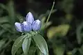 کوشاد بطری(Gentiana clausa)