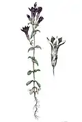 کوشاد شمالی(Gentiana amarella)