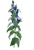 کوشاد پازهر(Gentiana asclepiadea)