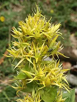کوشاد زرد بزرگ(Gentiana lutea)