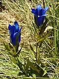 گونه ای از گل سپاسی