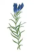 کوشاد مرداب(Gentiana pneumonanthe)