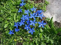 Spring gentian