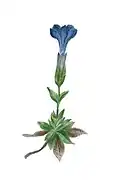 کوشاد بهاری(Gentiana verna)