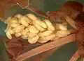 مخروط گرده کهن‌دار، ریزهاگ‌برگ‌هایی را نشان می‌دهد که هر کدام دارای دو ریزهاگدان هستند.