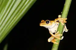 قورباغه درختی روزنبرگ یا گلادیاتور (Hypsiboas rosenbergi) در شبه جزیره اوسا، کاستاریکا