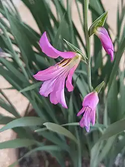 گلایل خودرو، بهبهان