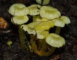 Gliophorus chromolimoneus (New Zealand)