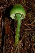 Gliophorus viridis (New Zealand)