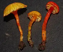 Gliophorus viscaurantius (New Zealand)