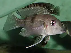 Limnochromini