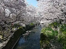 Gojō-gawa river and ساکورا
