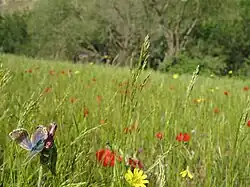 پوشش گیاهی گلدشت
