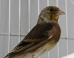 دورگه بین قناری اهلی و سهره