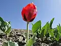 گل لاله در دارالسّیاده سیّدان