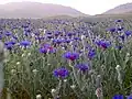گلستان‌های مخصوص زنبورداری روستای اشن