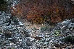 ذخیرهگاه زیستکره گلستان