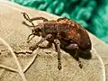 Gonipterus scutellatus