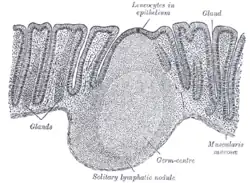 Section of mucous membrane of human rectum.
