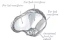 The left navicular. Antero-lateral view