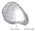 The left navicular. Postero-medial view.