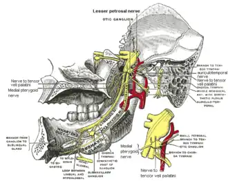 عصب خاره‌ای کوچک‌تر (lesser petrousal nerve)