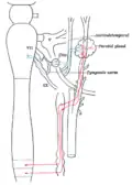 ارتباطات سمپاتیک گانگلیون‌های بینایی (otic) و گردنی فوقانی (superior cervical)