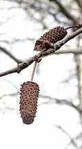 میوه‌ی رسیده‌ی نوعی درخت توس (Betula populifolia)
