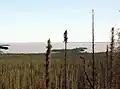 ساحل شمالی