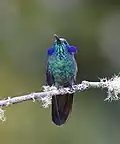 نر در حال نمایش "گوش‌هایش"