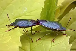 جفت‌گیری