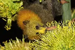 روباه پرنده سرخاکستری (Pteropus poliocephalus) از شهد تغذیه می‌کند و چهره‌اش با گرده زرد پوشیده شده‌است.