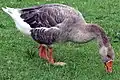 Probably hybrid with Domestic Goose: note bulky head and neck with vestigial pattern.