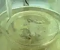 محلول آلکیل برمید در حین گرم کردن افزوده می‌شود.
