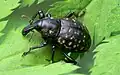 Liparus glabiostris