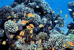 underwater view of a shoal of small bright orange fish swimming around corals.