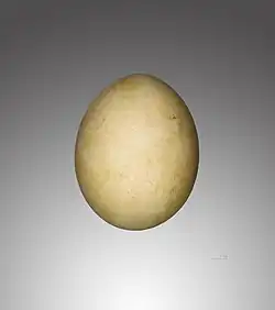 دو نمونه تخم هما در موزه تولوز