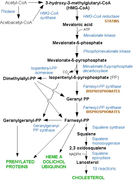 Cholesterol is synthesized in the HMG-CoA reductase pathway.
